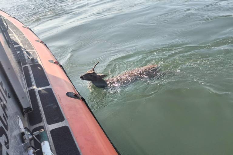 Marina rescata a un venado que nadaba en canal de navegación de Mazatlán