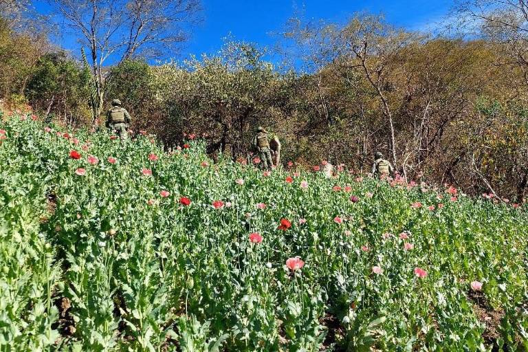 Sembrando Vida, uno de los programas prioritarios de AMLO, no contribuye a la sustitución de cultivos ilegales