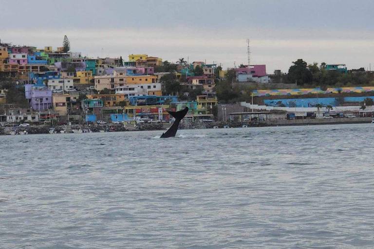#VIDEO Captan a ballena en la bahía de Topolobampo