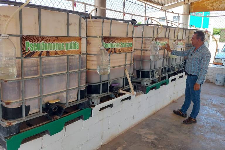 Apuestan por una producción agrícola sana, sustentable y barata