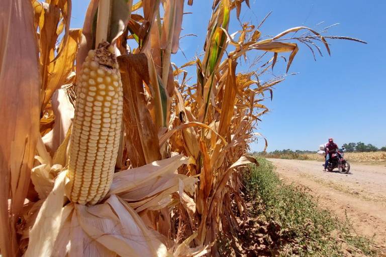 Plantean asignar $53 mil millones para el campo en proyecto del PEF 2022