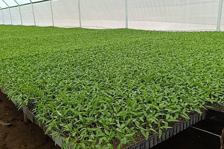 Dan inicio de la temporada hortícola en Cristo Rey, Escuinapa