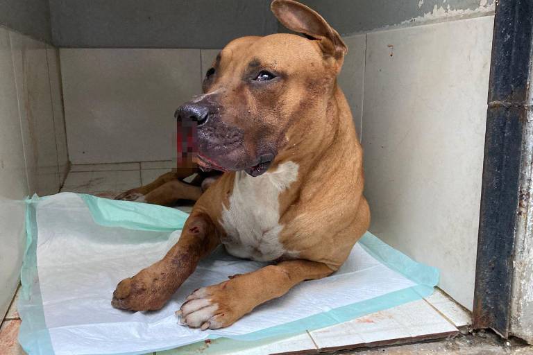 El perrito ‘Máster’ termina herido por la detonación de un explosivo tras un ataque violento en Mazatlán