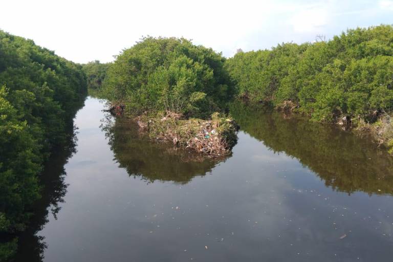Mazatlán pierde manglares por rellenos, invasiones y crecimiento insostenible: ambientalista