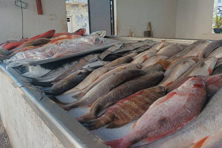 Esperan repunte en venta de pescado durante el Carnaval de Mazatlán