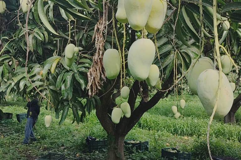 Lluvias recientes han tenido un beneficio en producción del mango en Rosario