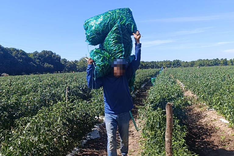 Advierten sanciones de $100 mil para agrícolas que empleen a menores en Sinaloa