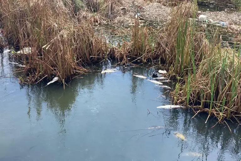Mortandad de peces en Laguna del Camarón fue por baja de oxígeno: Ecología