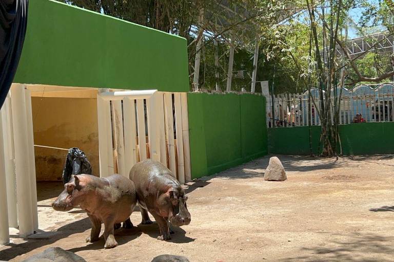 Presentan a pareja de hipopótamos en el Zoológico de Culiacán; cuestan $160 mil