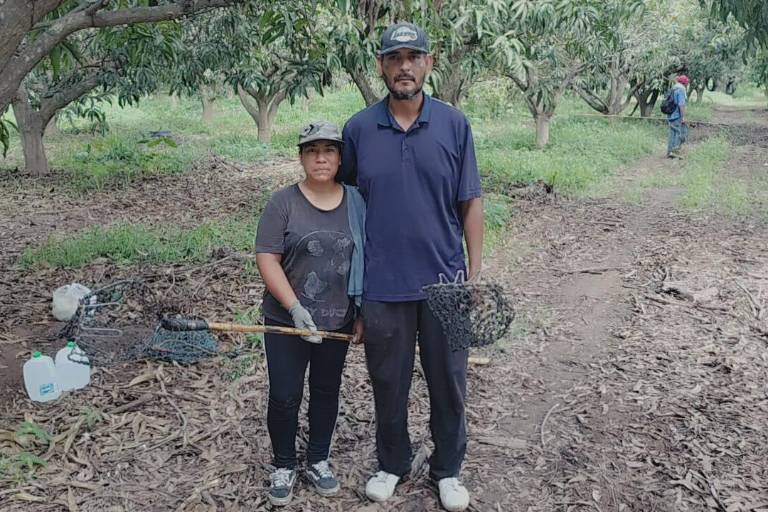 Jorge y Rosa llegan desde Durango a Rosario para el corte de mango