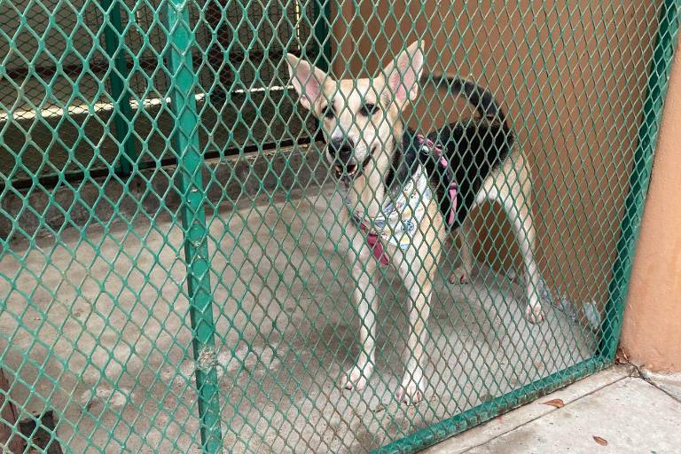 En conmemoración del ‘Día del Perro’, celebran campaña de adopción, esterilización y Café Científico en Mazatlán