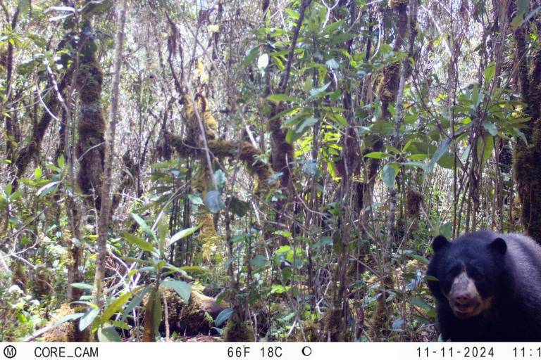 Oso de anteojos: del odio al amor, campesinos se unen a científicos para proteger la especie