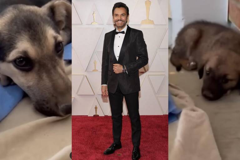 Siguen las críticas contra Eugenio Derbez, pese a que ahora salva a perros callejeros