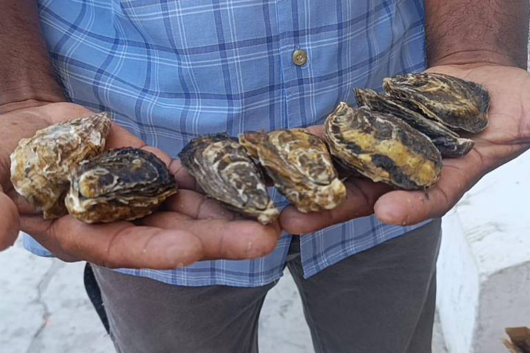 Cosechan en Teacapán el ostión que fue donado por chefs de Mazatlán