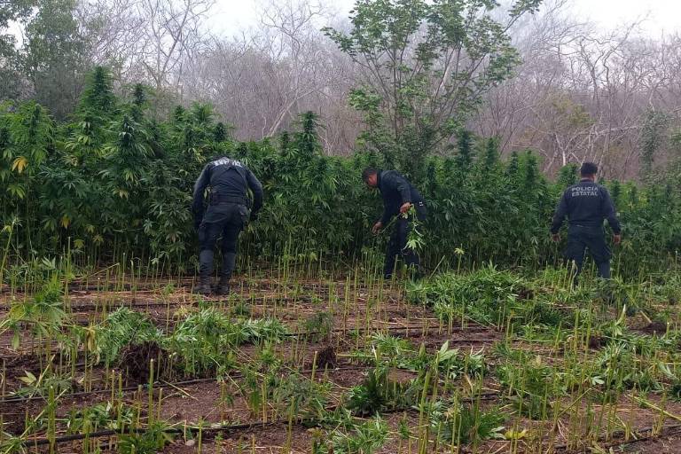 Por segundo día consecutivo, Policía Estatal localiza y destruye plantíos de presunta mariguana en Mazatlán