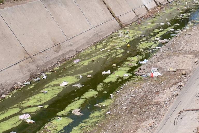 Proliferación de moscas en Culiacán es por sequía y mal manejo de recolección de basura: ambientalista