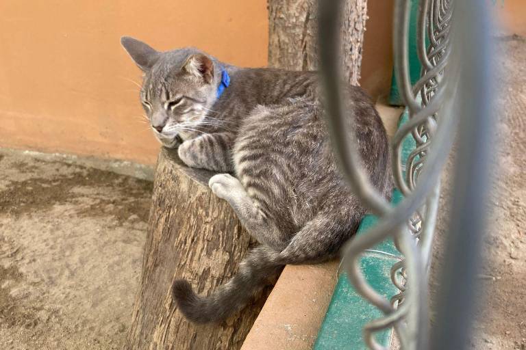 Fomentan adopción responsable de perros y gatos a través de ‘Huellitas del Bienestar’