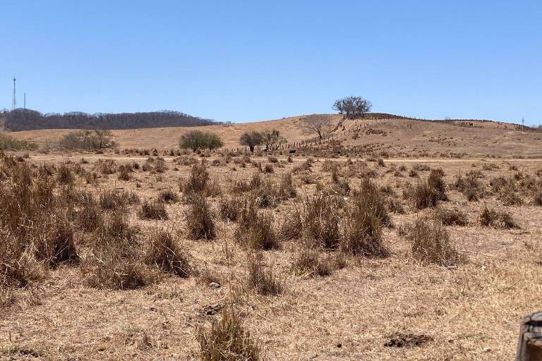 Sequía golpea a más de 2 mil personas en Concordia; autoridades piden ayuda urgente