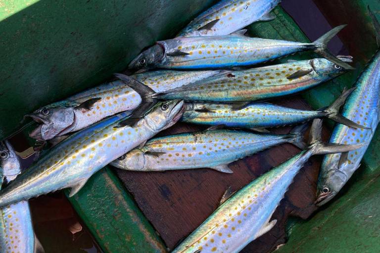Pescadores ribereños de Playa Norte ofrecen sierra y bicuda recién capturadas, especies más demandadas para ceviche durante las fiestas decembrinas en Mazatlán.