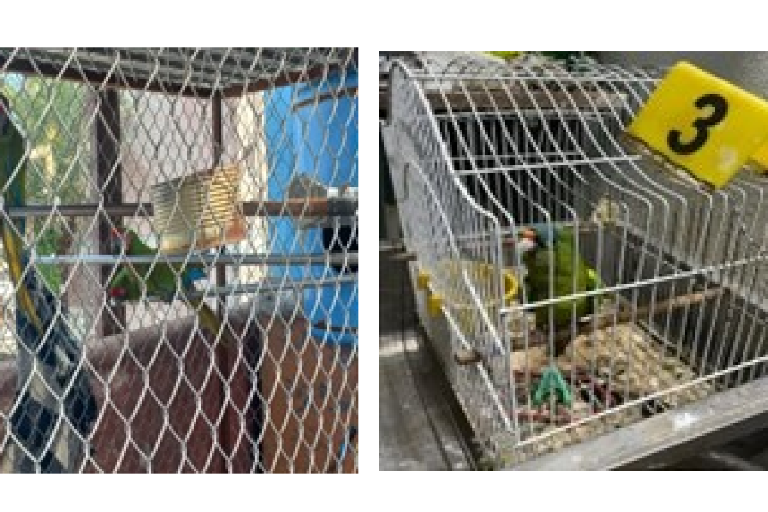 Aseguran guacamayas y pericos en Mazatlán