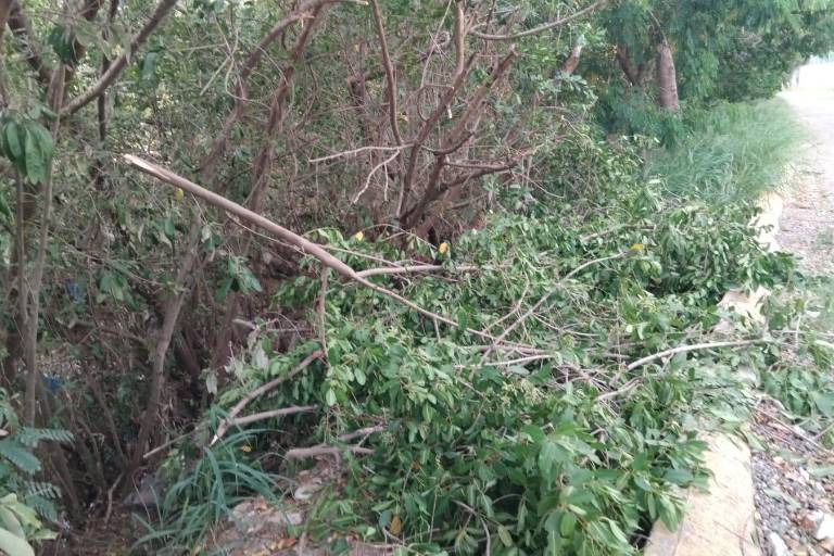 Reportan nueva poda de manglar en el Arroyo Jabalines en Mazatlán
