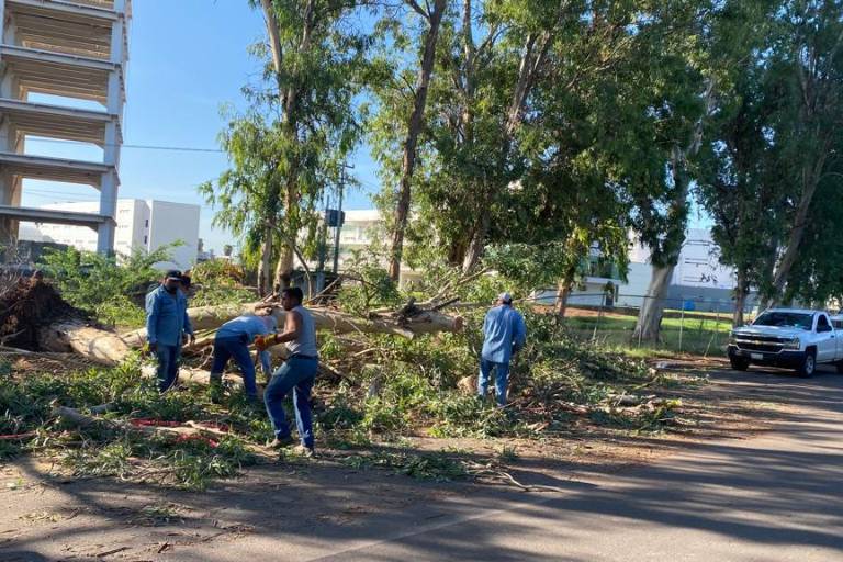 Reportan 42 árboles caídos durante lluvias en Ahome