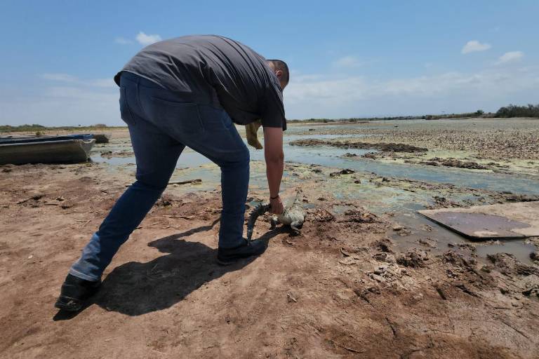 Rescatan y reubican a dos cocodrilos en Culiacán que fueron reportados al número de emergencias