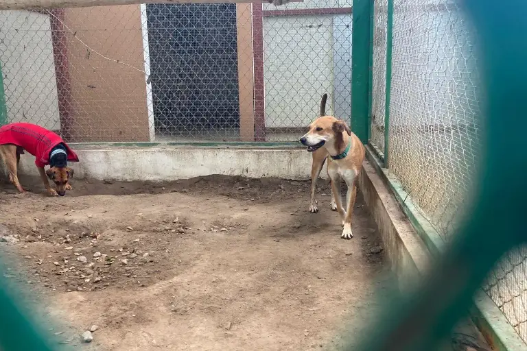 Impulsan sanciones más severas contra el maltrato animal en Mazatlán
