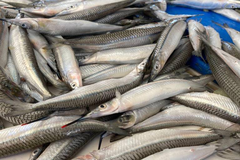 Alistan pangas para pescar el ‘pajarito’ en Mazatlán