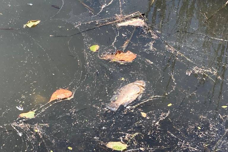 Exige el PAN que Ecología actúe por contaminación en la Laguna del Camarón