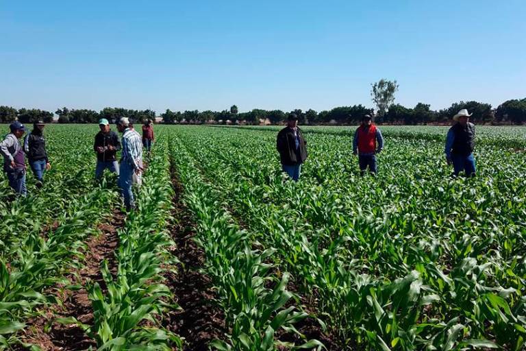 Faltan apoyos para la agricultura comercial en Proyecto de Presupuesto 2022