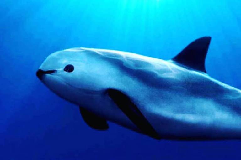 En mayo zarpará misión para observar cómo están las vaquitas marinas y sus crías en Alto Golfo de California