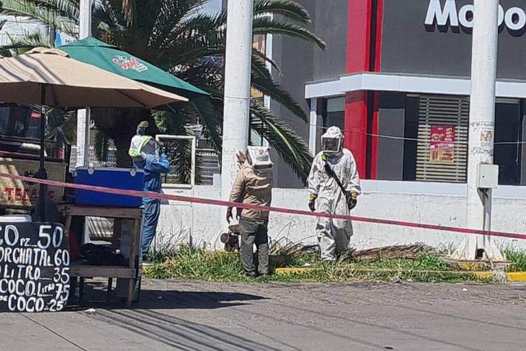 Ataque de abejas obliga a evacuar restaurante en Mazatlán; reportan cinco lesionados