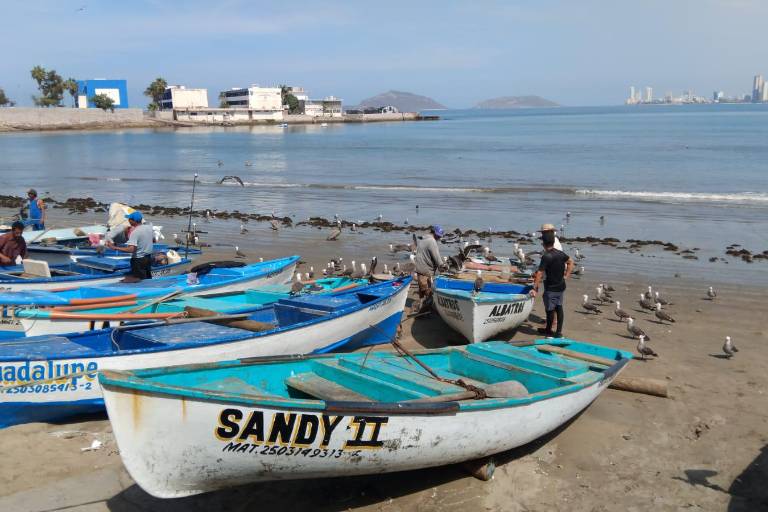 Se demora la llegada del popular pez ‘pajarito’ a Mazatlán