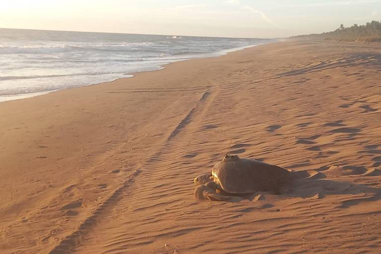 Libera campamento tortuguero de UNAM-Fonatur su tortuga número 18 con transmisor satelital