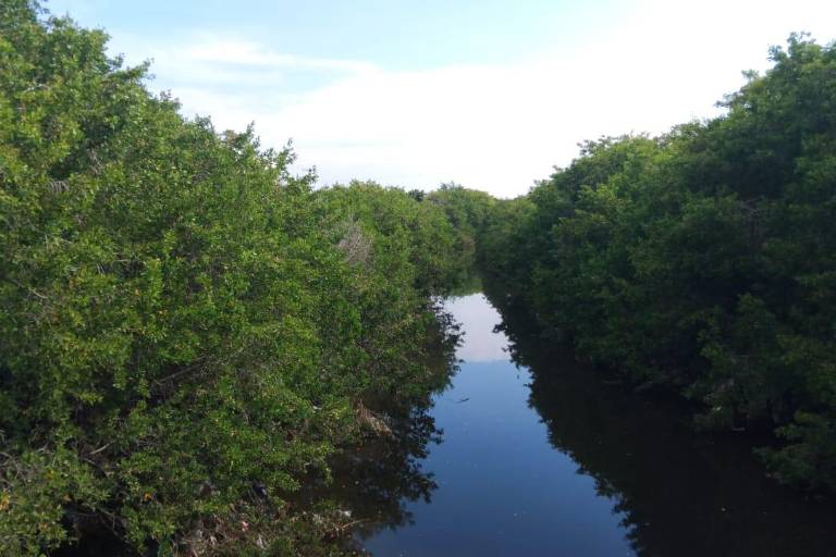 Ya solicitaron a Semarnat autorización para podar mangle en Mazatlán: Alcaldesa