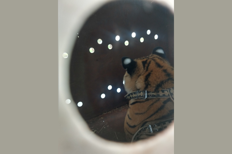 Está en cuarentena el tigre de bengala rescatado en Elota