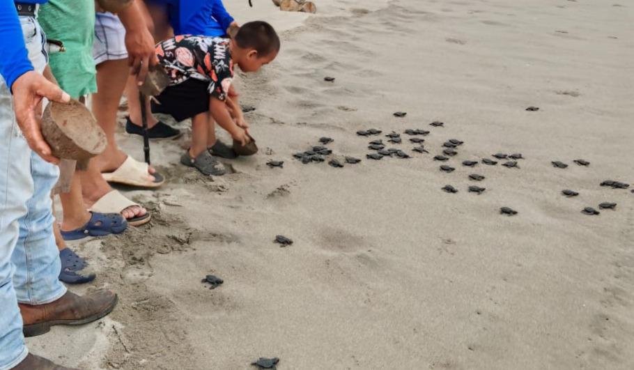 $!Grupo Tortuguero en Rosario inicia trabajos y realiza la primera liberación de 83 crías