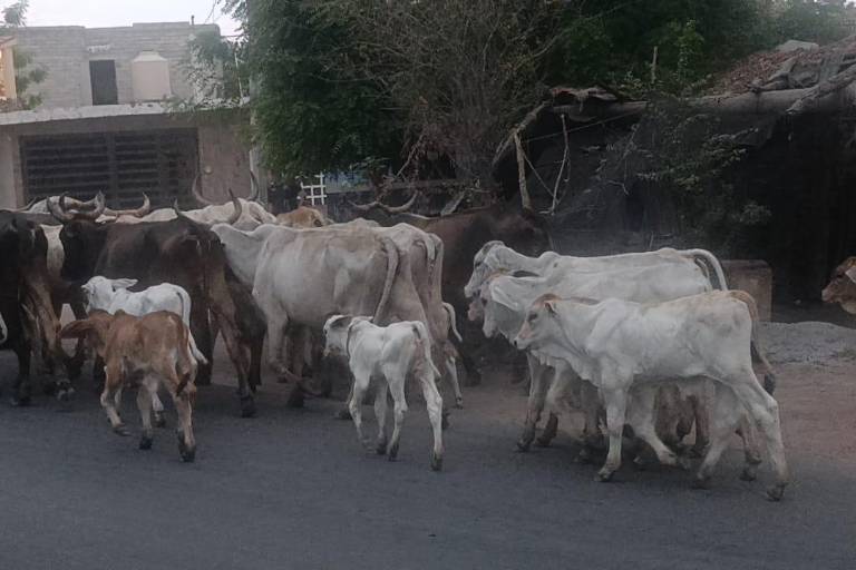 Sector ganadero de Escuinapa pasa por una etapa crítica