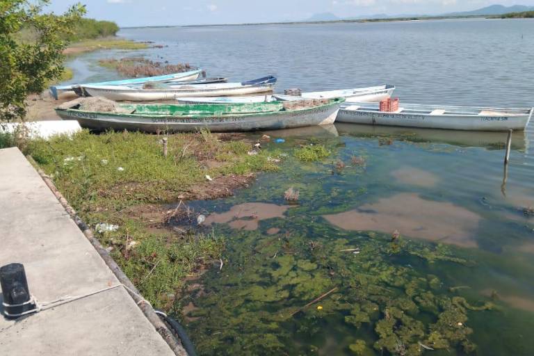 Desolador inicio de capturas del camarón, señalaron pescadores del sur de Sinaloa