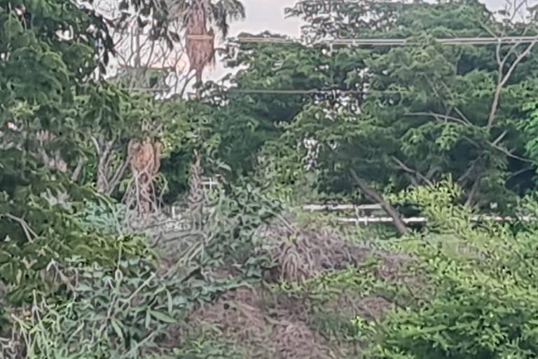 Hallan el cuerpo de un hombre joven en La Primavera, en Culiacán