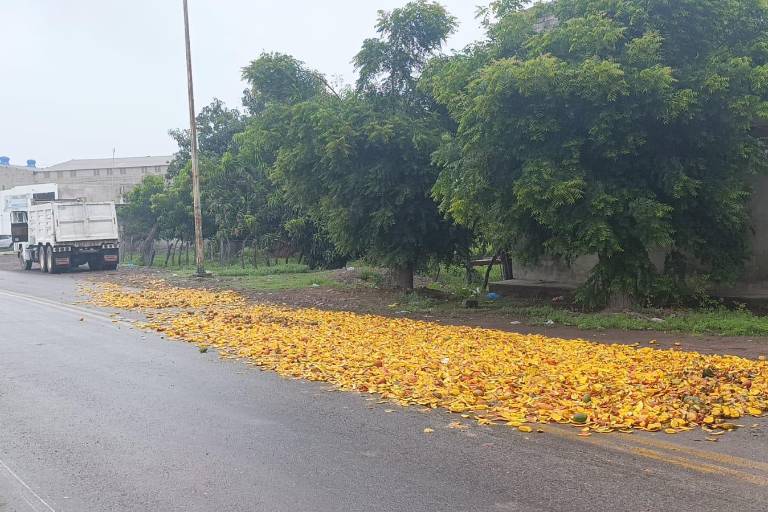Destinan área para desechos de mango en el Basurón de Escuinapa