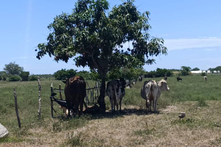 El Gobierno de Sinaloa prevé que en cuatro años esté controlada en el Estado la brucelosis