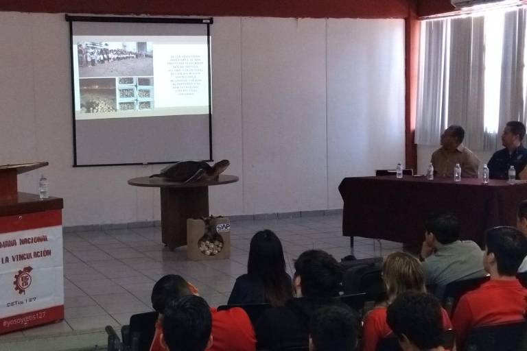 Reportan rescate y liberación de 1 millón de tortugas protegidas en Mazatlán