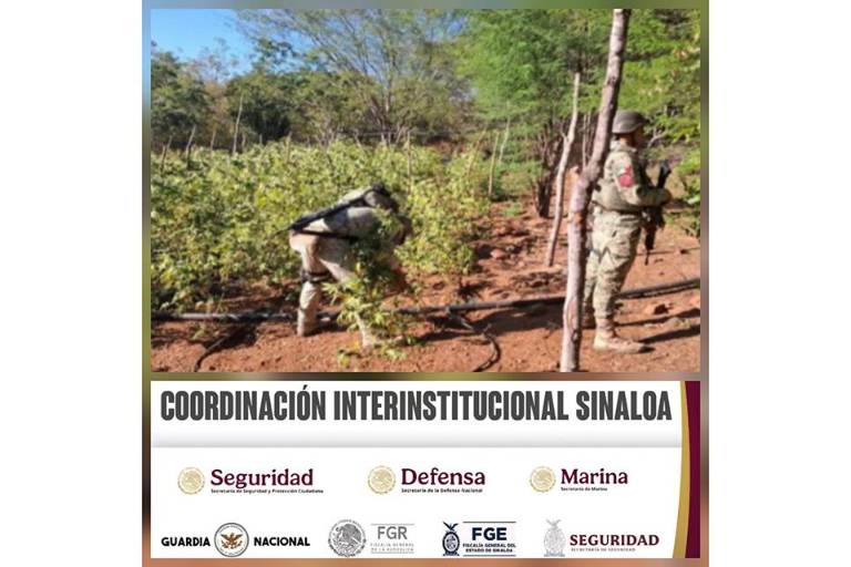 Destruye Ejército Mexicano dos plantíos de mariguana en Culiacán