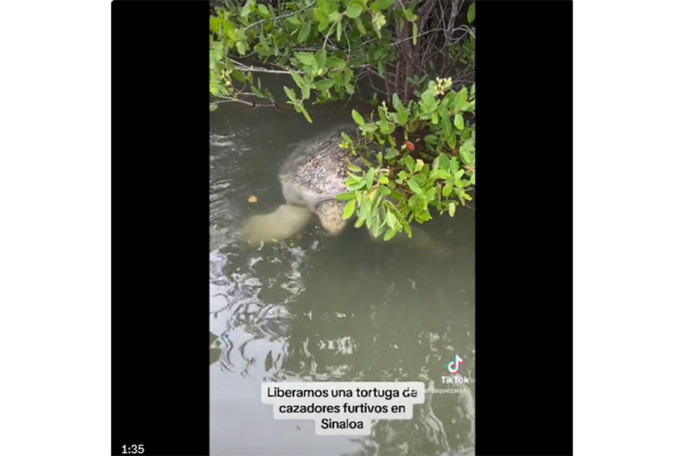 Hallan en Altata un cementerio de tortugas marinas