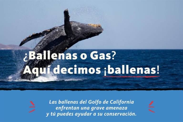 Campaña para defender el ecosistema de las ballenas en el Golfo de California y contra proyectos de gas.