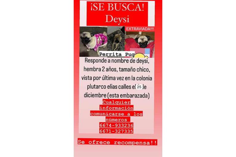 ¿Los has visto? Decenas de perros perdidos deja la Navidad en Culiacán