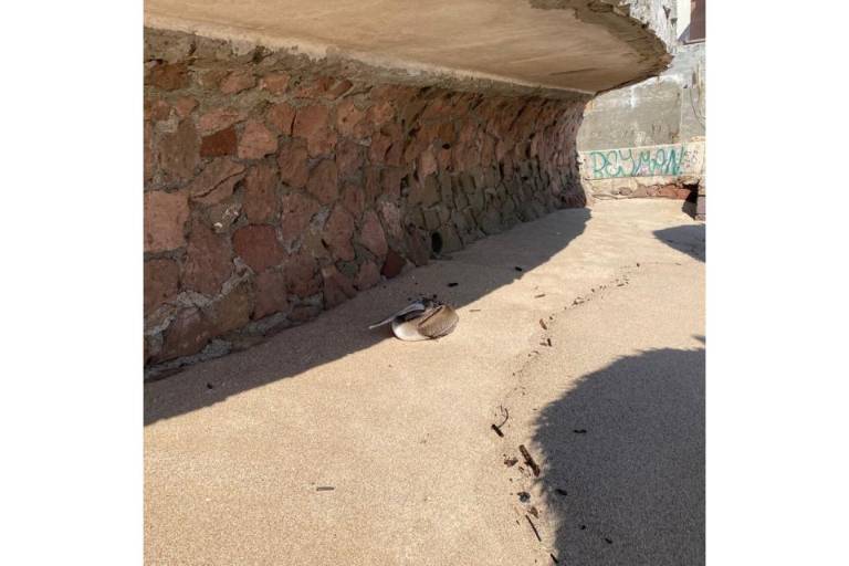 Gran Acuario Mar de Cortés de Mazatlán rescata a pelícano herido