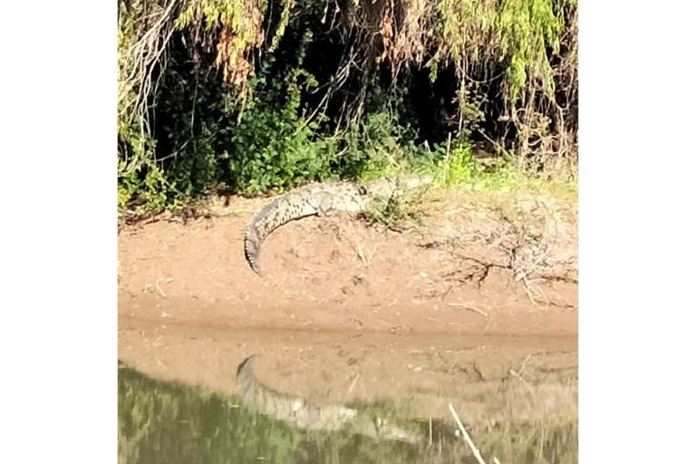 Protección Civil Guasave emite alerta preventiva por cocodrilo en la zona del río Sinaloa